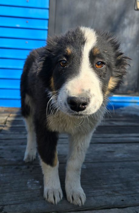 Собака щенок девочка 3 месяца