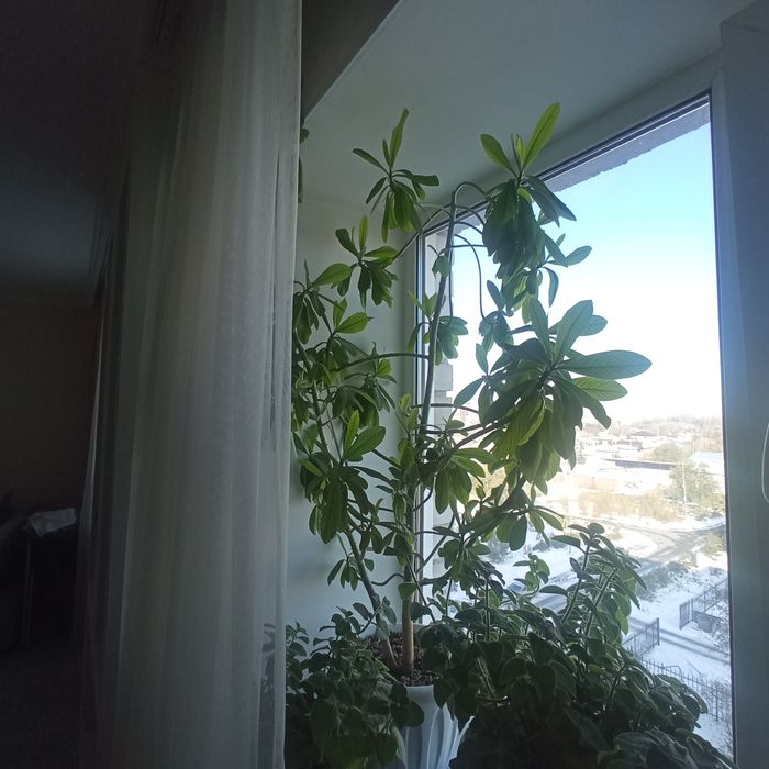 Прродам растение  фикус