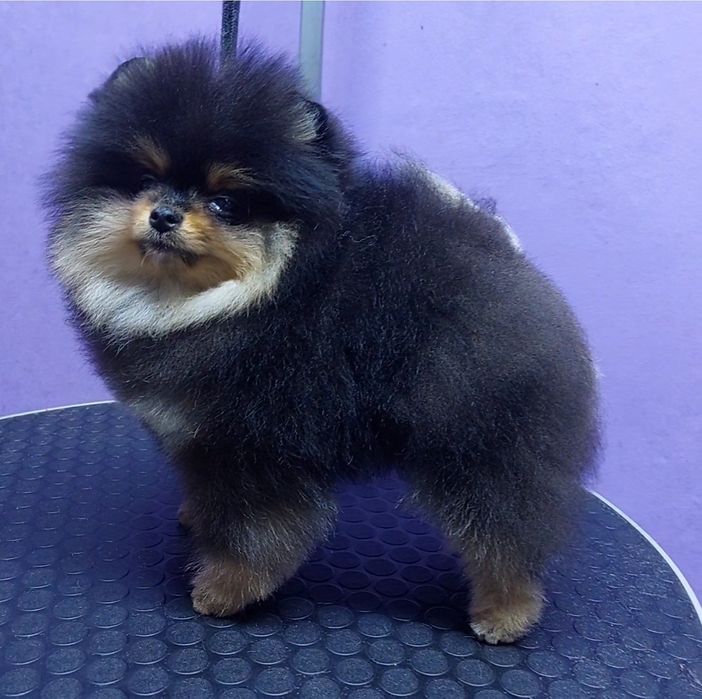 Щенок померанского шпица