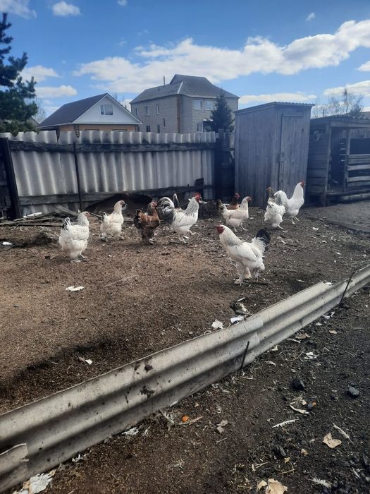 Петухи домашние, красивые, 2 штуки