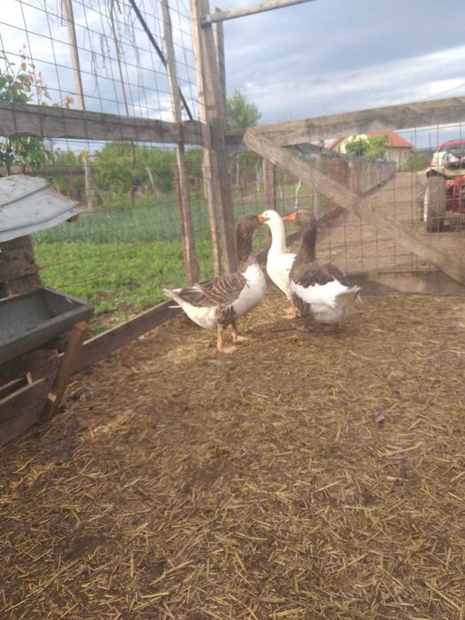 Vand gaste, 150 bucata, rate 50 bucata.