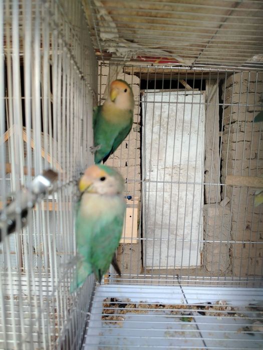 Кушлар сотилади.