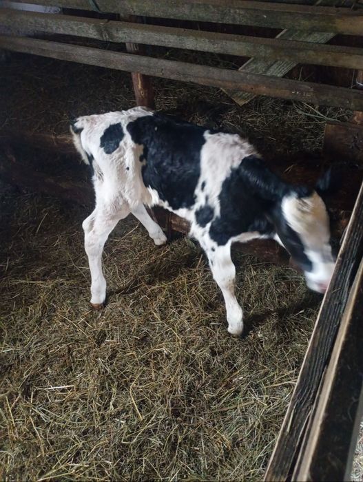 Vând vital de lapte