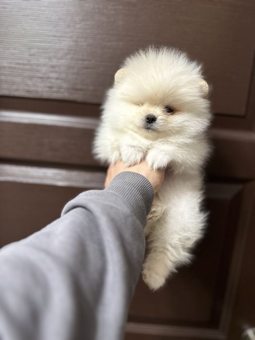 Мини- Померан.