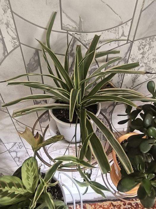 Чиройли ва нойоб гуллар