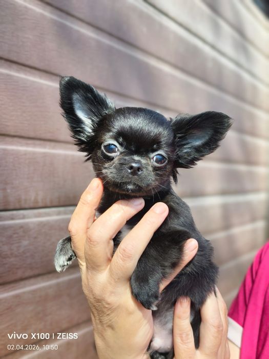 Очаровательный щенок чихуахуа.