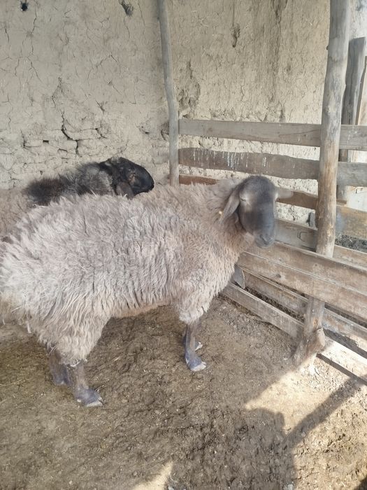 Киргиз кочкорлари эдлбай арашан гиб