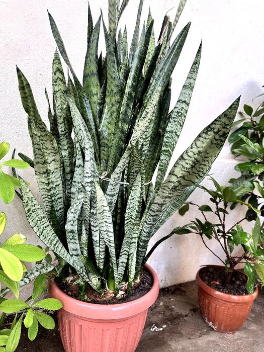 Gullar xonadon uchun Цветы для комнатные