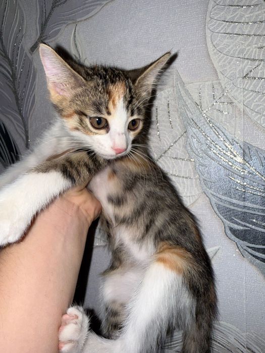 Котята, отдам их даром