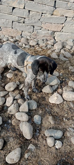 Дежеххехкхөкқузухуззу