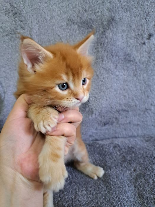 Шикарные Мейн-куны в продаже