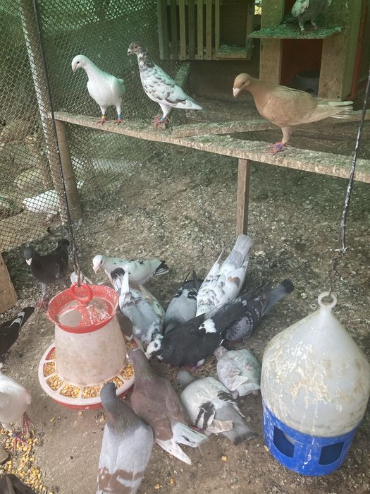 Vând porumbei germani și stil vechi de frumusete.