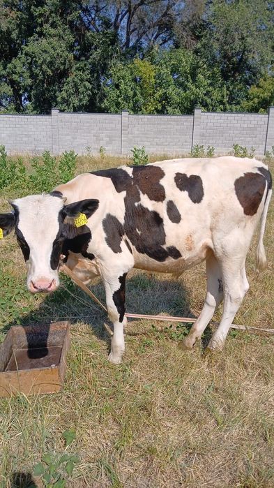 Продам двух бычков