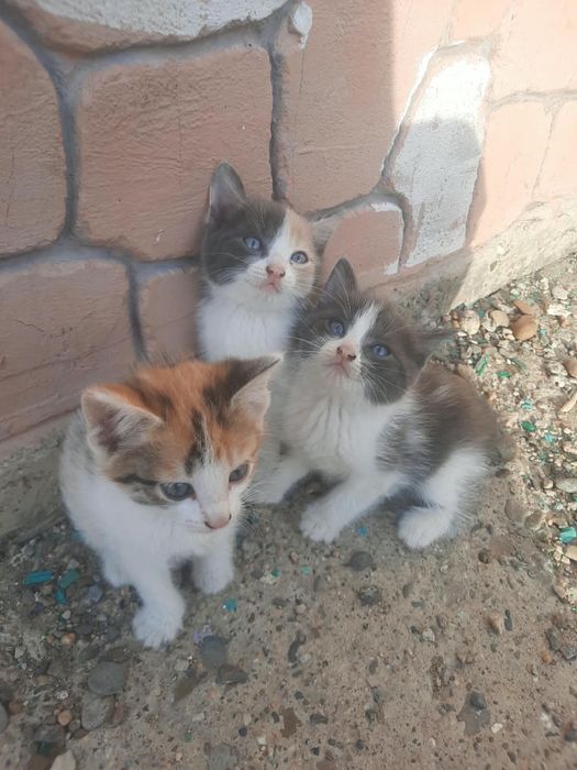 отдам котят даром