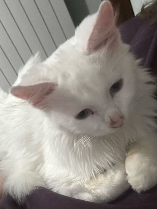 Подарявам котенце