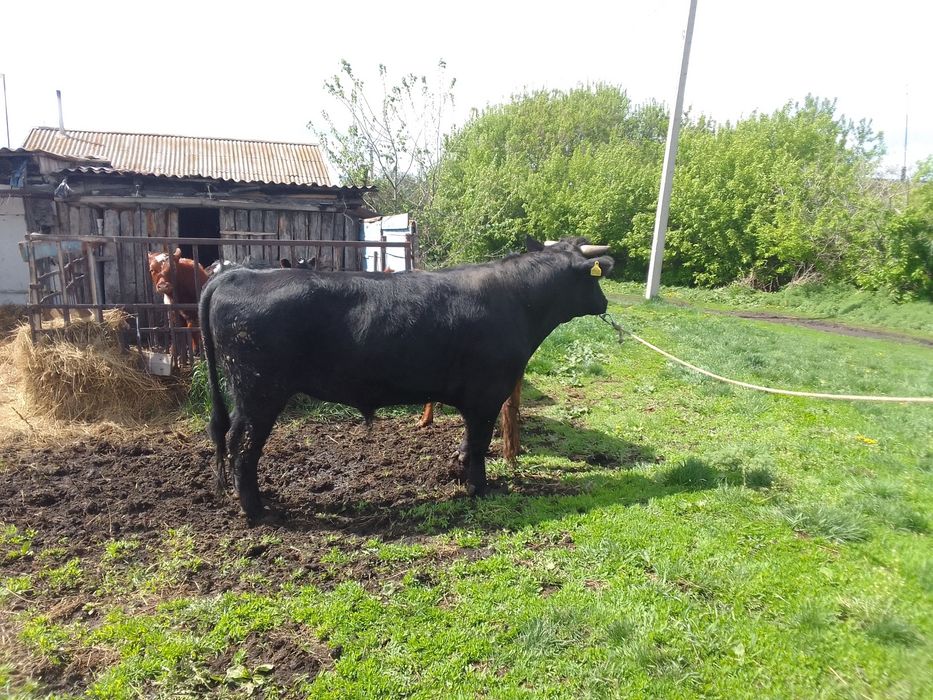 Продам быка на племя
