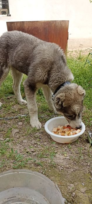 Продам собаку казахский алабай