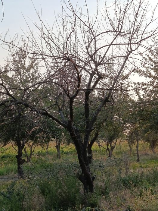 Oʻtin sotiladi quruq daraxt maydalab olib ketish kerak faqat.