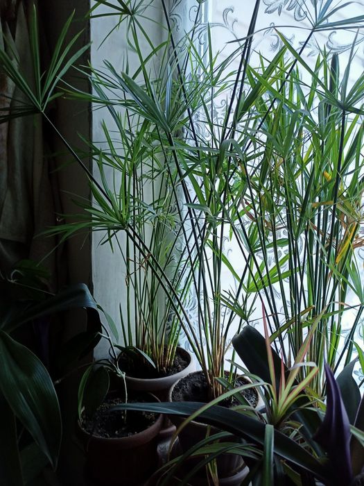 Домашние цветы на выбор