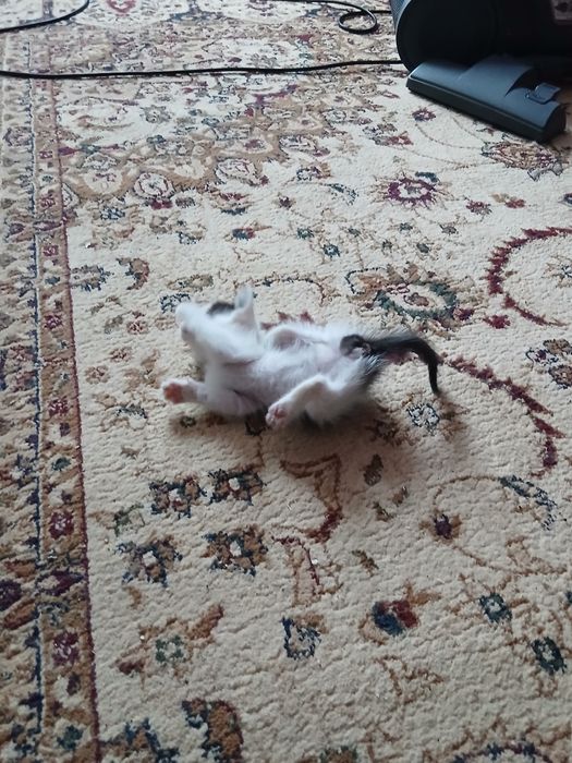 Домашние животные