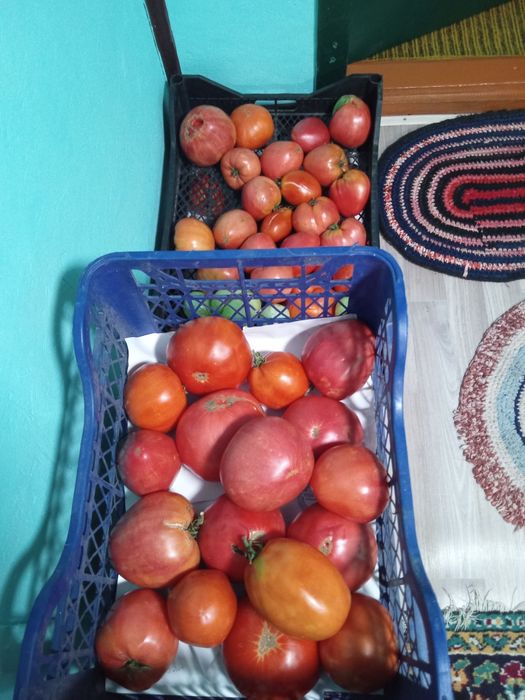 Продам помидоры разные не кислые