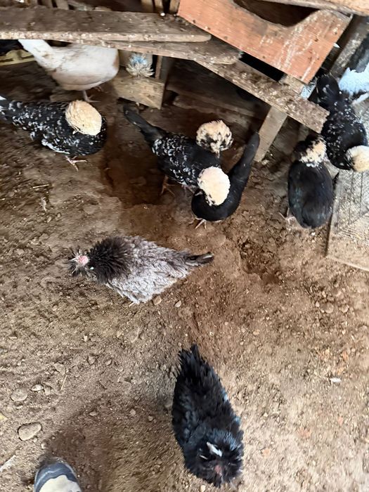 Vand oua motata olandeza