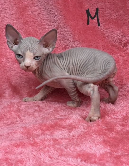 Котята канадского сфинкса