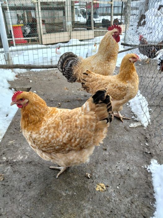 Инкубационные яйца