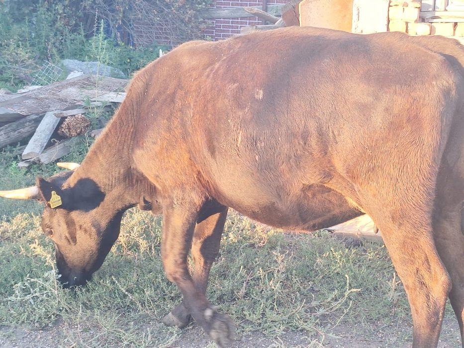 Продаются коровы