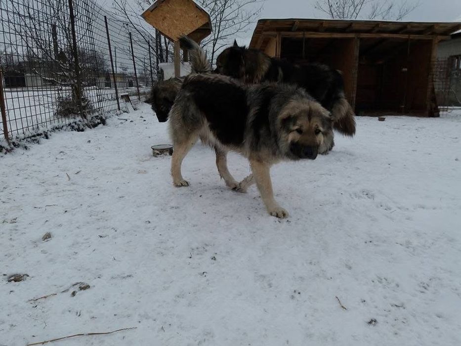 Donez femele Ciobănesc Caucazian și cățeluși de talie mică