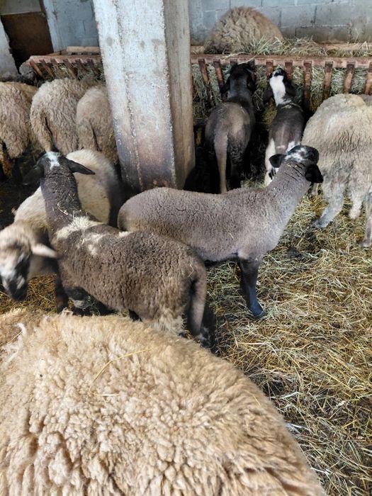 Vând miei de Paște sau de prasila