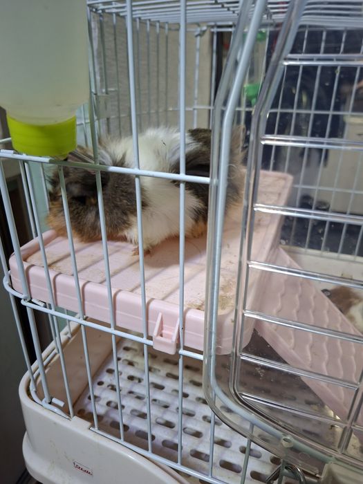 Морские свинки .С клеткой