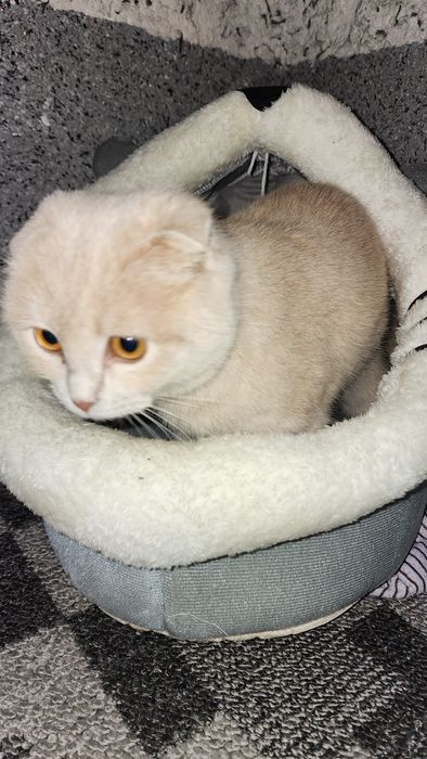 Кошка мушук сотилади