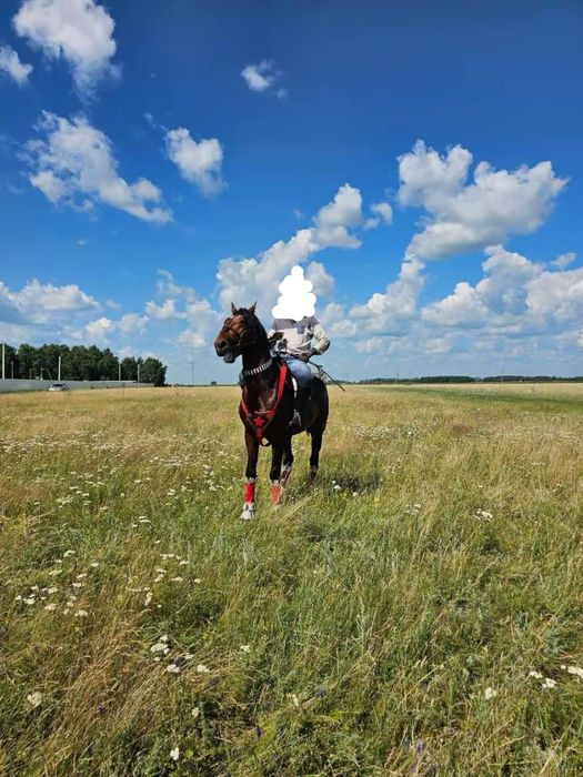 Продам жеребец орловский