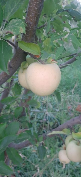 Продам саженцы Яблони