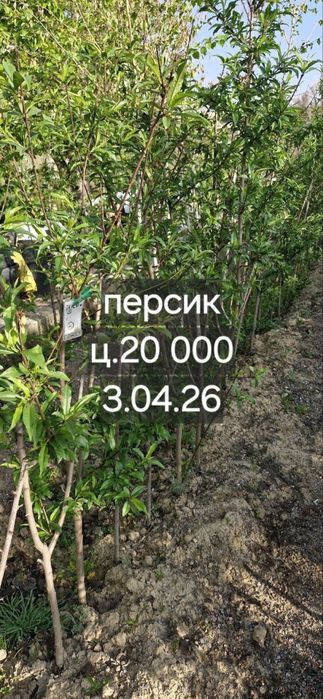 Фруктовые деревья, персик, слива, яблоки, урюк, черешня