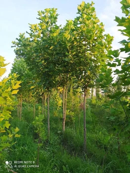 Optomga kashtan archa kashtan dup mujevelnik tuya archa va gullar