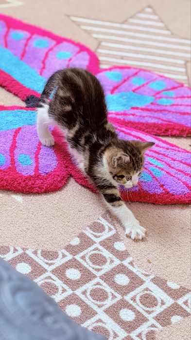 Американский короткошерстный котенок