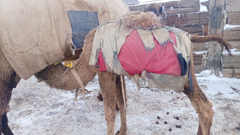 Боталы мая түйе сатылады