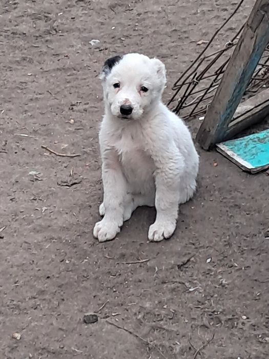 Щенки алабая, 2 мес