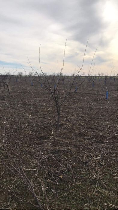 Резитба на овощни градини /озеленяване