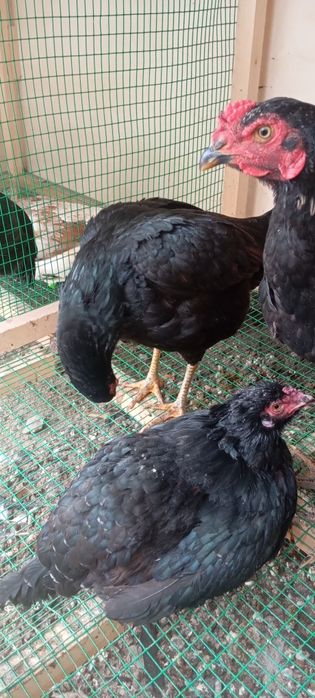 Xonaki tovuq sotiladi