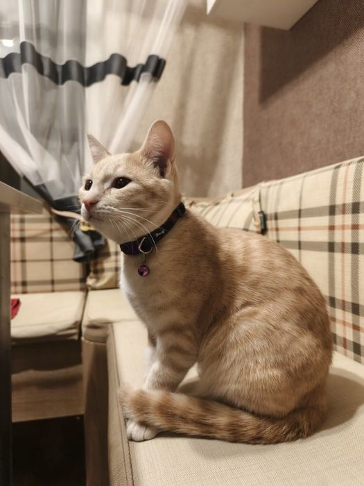 Отдам в хорошие руки котёнка