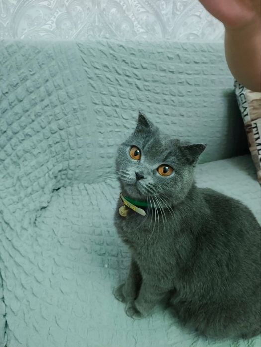 Кошка британская