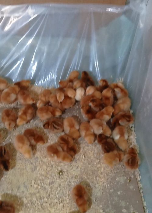 Хан хяп тухумларига заказ оламиз