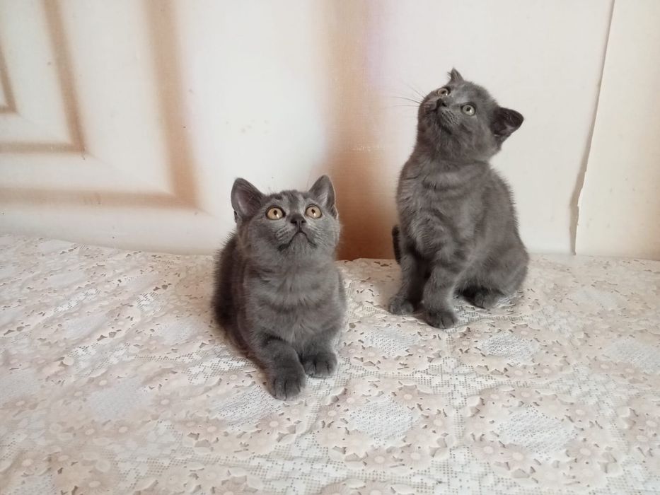 Вислоухие котята