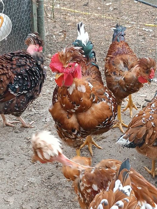 Pui Motati Golasi talie mare