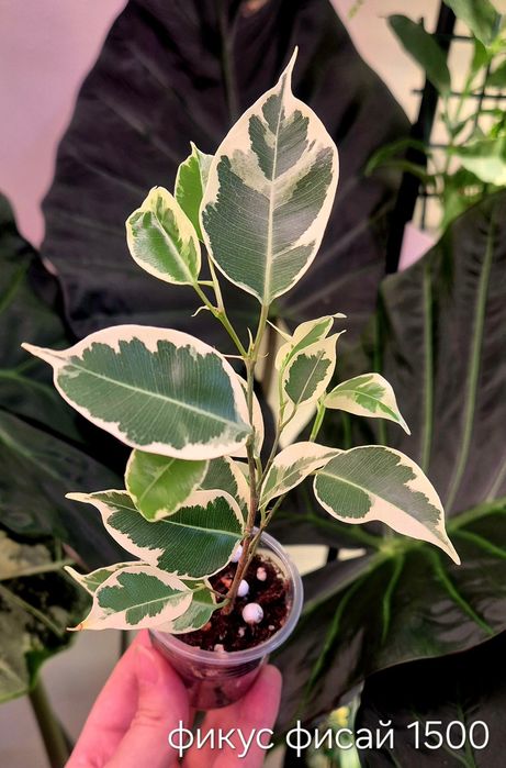 Фикус альбомаргината , блек даймонт