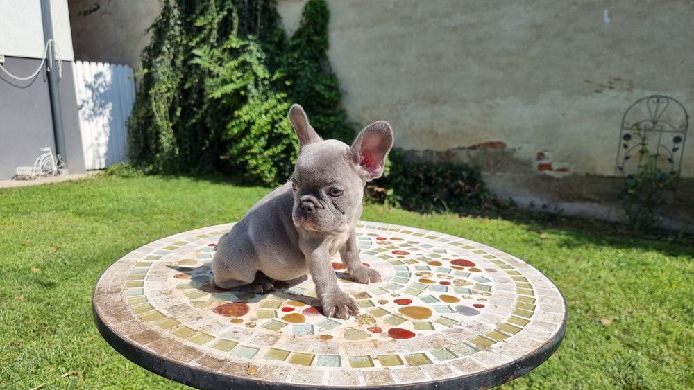 Bulldog francez femela