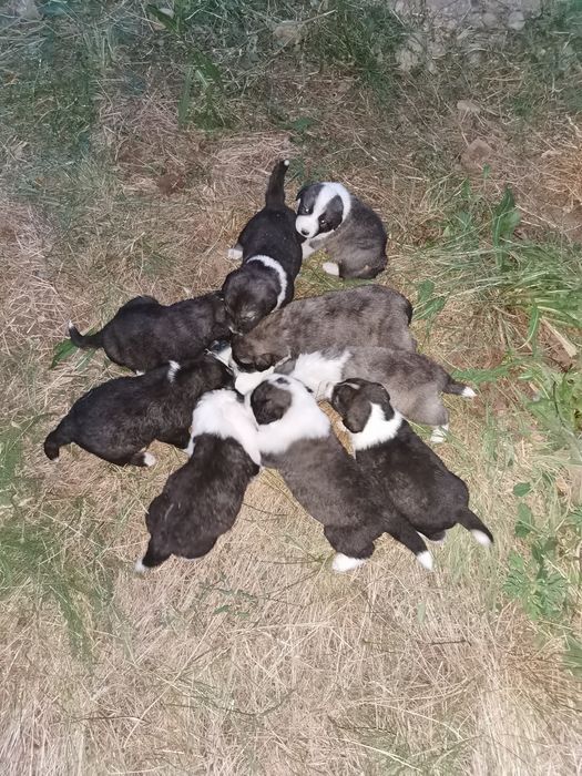 Donez căței 9 buc